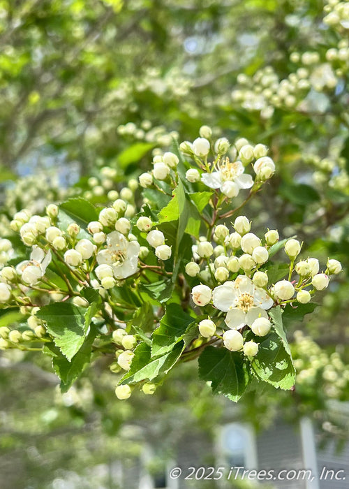 Closeup of newly emerged bright green leaves and small white flower buds beginning to open.