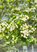 Closeup of newly emerged bright green leaves and small white flower buds beginning to open.