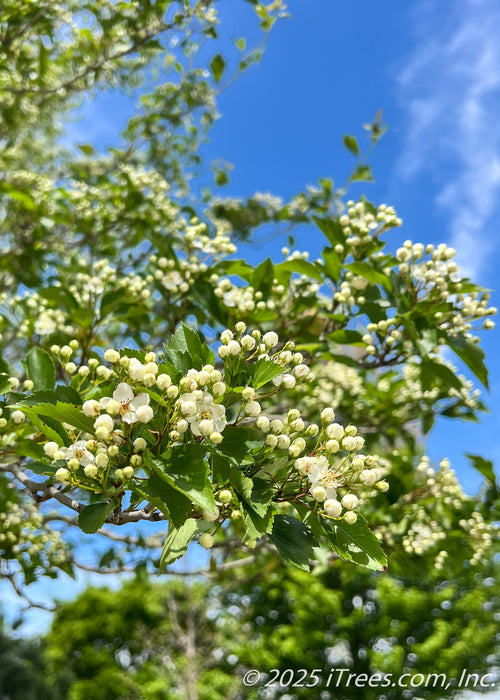 Closeup of newly emerged bright green leaves and small white flower buds beginning to open.