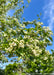 Closeup of newly emerged bright green leaves and small white flower buds beginning to open.