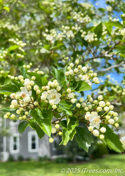 Closeup of newly emerged bright green leaves and small white flower buds beginning to open.