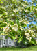 Closeup of newly emerged bright green leaves and small white flower buds beginning to open.