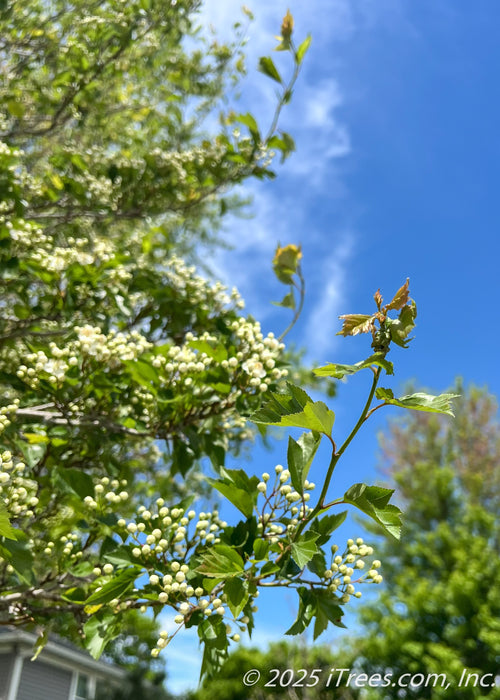 Closeup of newly emerged bright green leaves with red tinged tips, and small white flower buds beginning to open.