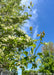 Closeup of newly emerged bright green leaves with red tinged tips, and small white flower buds beginning to open.