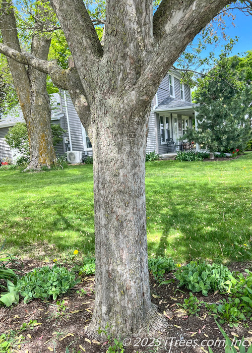 Closeup of Winter King Hawthorn's trunk with grey flaking bark. 