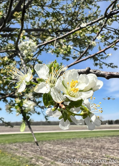 Closeup of Winter King Hawthorn's white spring flowers with yellow centers.