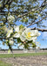 Closeup of Winter King Hawthorn's white spring flowers with yellow centers.