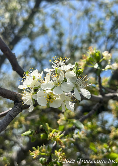 Closeup of newly emerged bright green leaves and small white flowers.