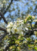 Closeup of newly emerged bright green leaves and small white flowers.