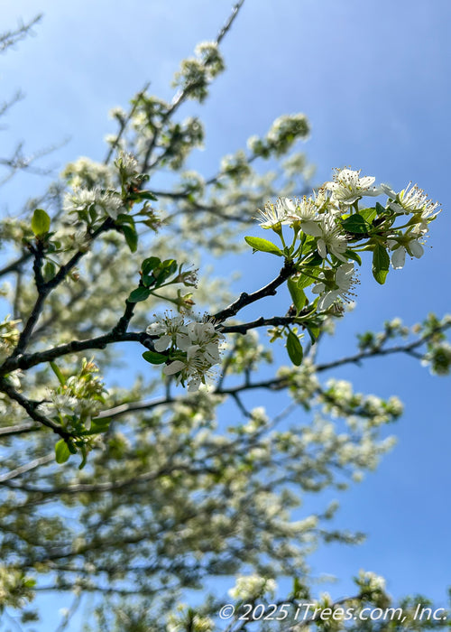 Closeup of newly emerged bright green leaves and small white flower buds beginning to open.