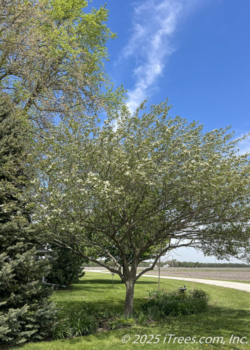 Winter King Hawthorn in spring with green leaves, white flowers, growing in a front landscape bed of a country home.
