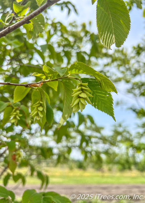 Closeup of light green hops and green serrated leaves from the underside of a branch.