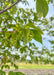 Closeup of light green hops and green serrated leaves from the underside of a branch.