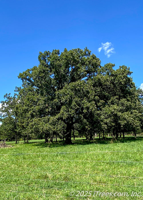 A mature Bur Oak stands in an open field with wide open branching, green leaves, and blue skies in the background.