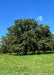A mature Bur Oak stands in an open field with wide open branching, green leaves, and blue skies in the background.
