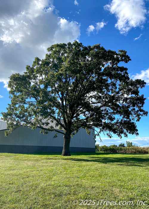 A mature Bur Oak stands in an open area of a landscape near a farm shed, seen with wide open branching, green leaves, and blue cloudy skies in the background.
