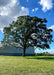 A mature Bur Oak stands in an open area of a landscape near a farm shed, seen with wide open branching, green leaves, and blue cloudy skies in the background.