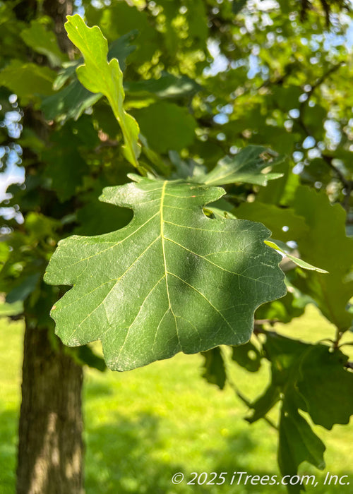 Closeup of a dark green Bur Oak leaf.