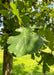 Closeup of a dark green Bur Oak leaf.