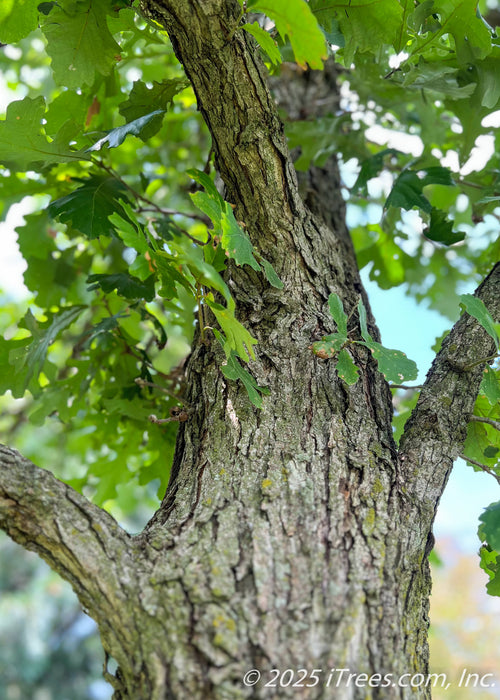 Closeup of lower branching and upper trunk with green leaves. 