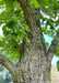 Closeup of lower branching and upper trunk with green leaves. 