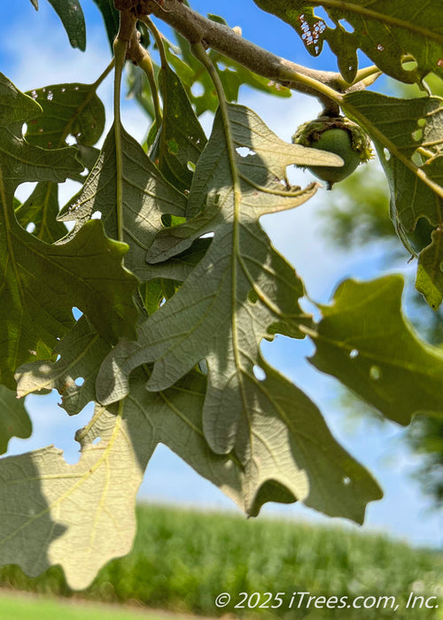 Closeup of the underside of Bur Oak leaves and a light green acorn, newly emerged. 