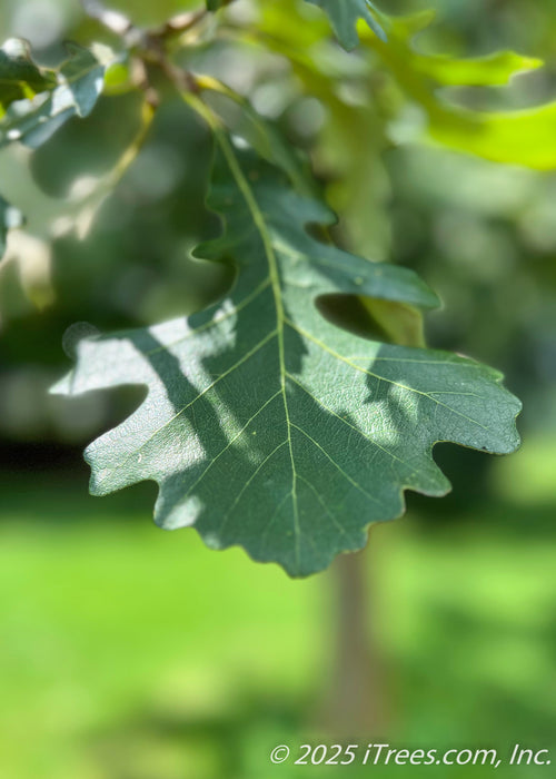 Closeup of a dark green bur oak leaf.