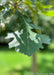 Closeup of a dark green bur oak leaf.