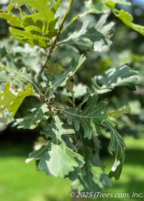 Closeup of dark green leaves spiraling out from a branch.