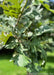Closeup of dark green leaves spiraling out from a branch.