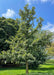 A maturing Bur Oak planted in an open area of a home's landscape, seen with green leaves and a rough textured trunk.