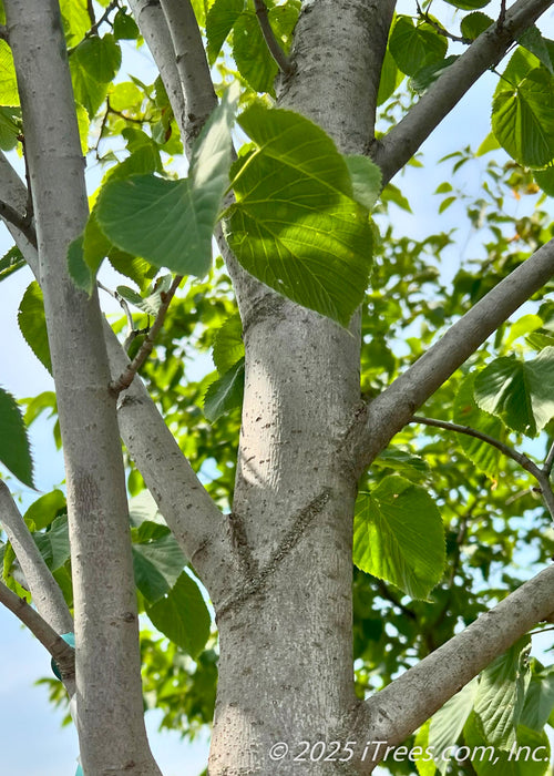 Close-up view of lower branching, and green leaves, showing the tree's light whiteish-grey bark.