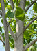 Close-up view of lower branching, and green leaves, showing the tree's light whiteish-grey bark.