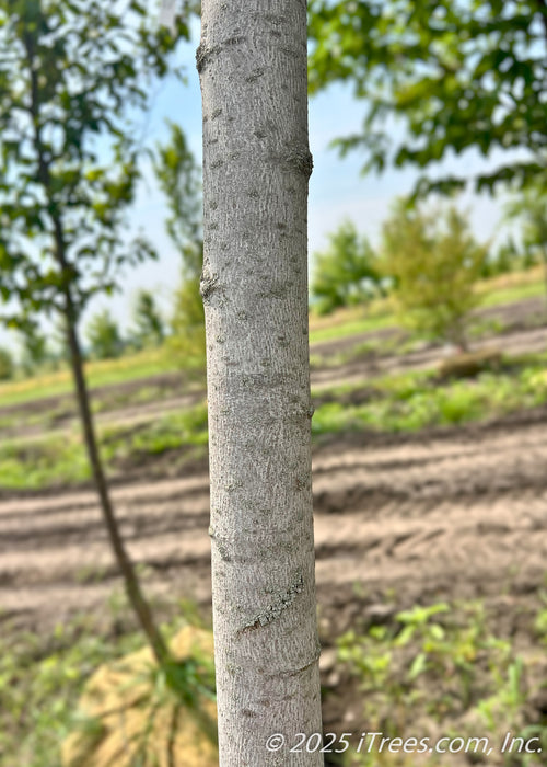 Closeup view of whiteish-grey trunk.