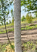 Closeup view of whiteish-grey trunk.