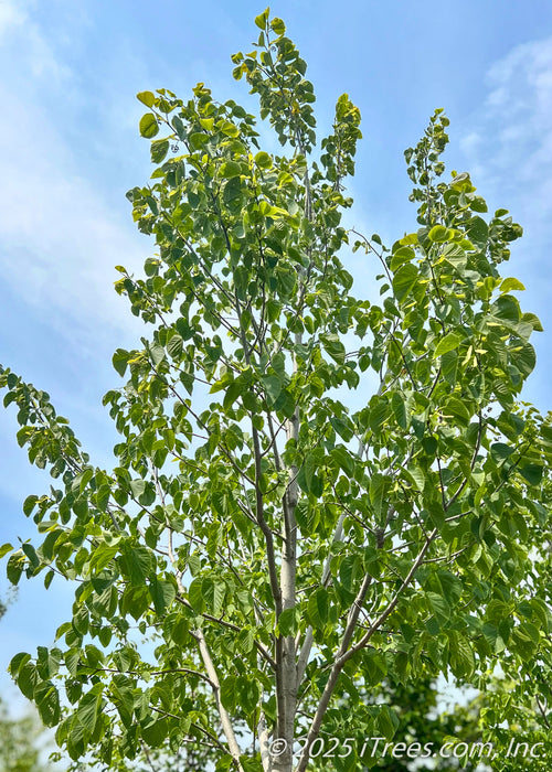 View looking up at the top of the tree's canopy showing the white bark and undersides of finely toothed large heart-shaped green leaves against a blue cloudy sky.