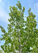 View looking up at the top of the tree's canopy showing the white bark and undersides of finely toothed large heart-shaped green leaves against a blue cloudy sky.