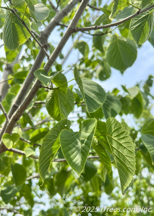 Closeup view of large, finely serrated heart-shaped green leaves. 