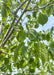 Closeup view of large, finely serrated heart-shaped green leaves. 