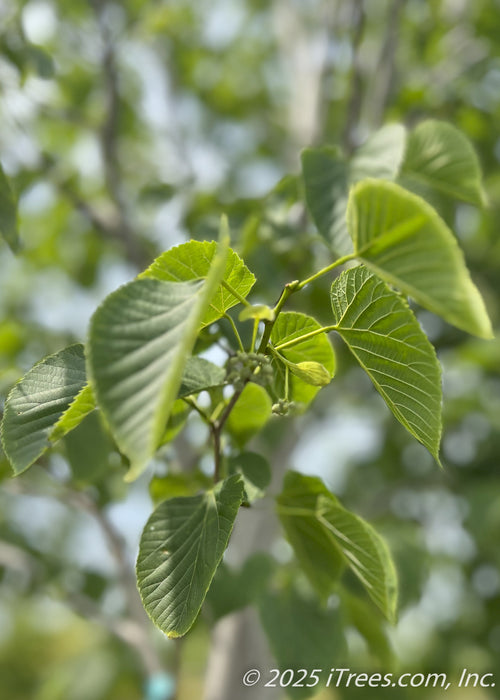 Closeup of finely toothed large heart-shaped green leaves.