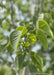 Closeup of finely toothed large heart-shaped green leaves.