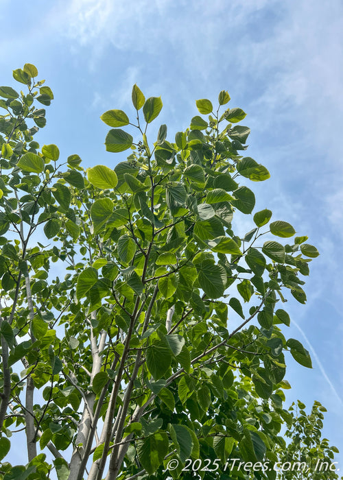 View looking up at the top of the tree's canopy showing the white bark and undersides of finely toothed large heart-shaped green leaves against a blue cloudy sky.