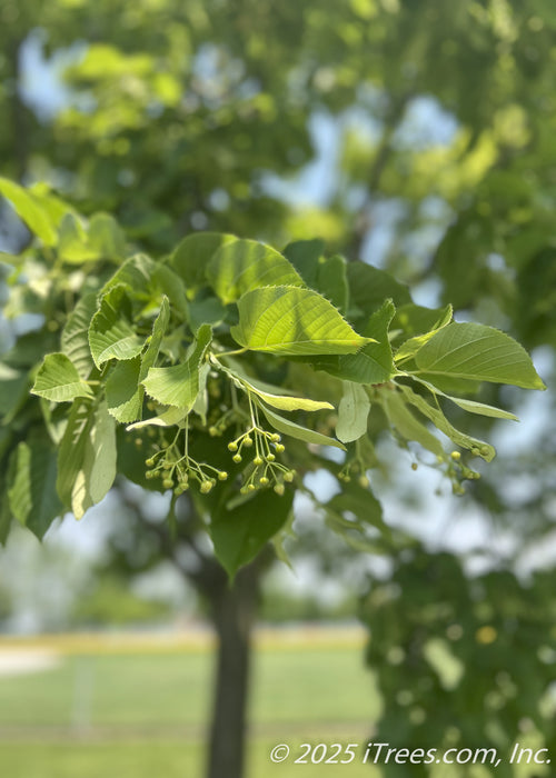 Closeup of finely toothed green linden leaves, with newly emerged small flower buds.