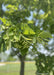 Closeup of finely toothed green linden leaves, with newly emerged small flower buds.