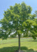 A maturing Redmond American Linden in summertime with large green leaves, providing shade at a nearby park.