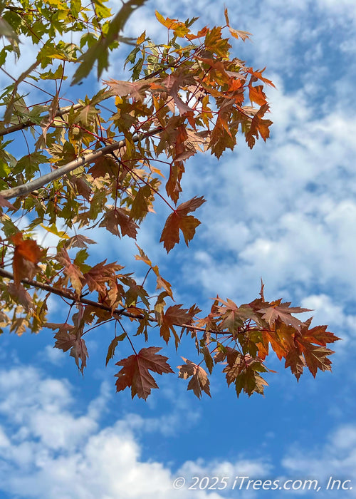 Closeup of late summer green leaves beginning to change to their autumn red fall color.