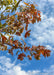 Closeup of late summer green leaves beginning to change to their autumn red fall color.