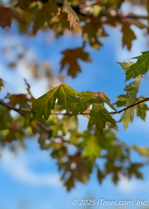 Closeup of late summer green leaves with red veins.