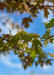 Closeup of late summer green leaves with red veins.