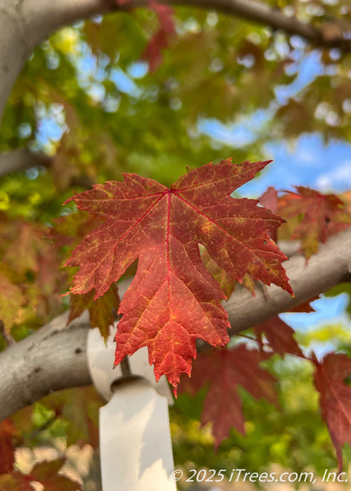 Closeup of a deeply lobed, sharply pointed red fall leaf with red veins.